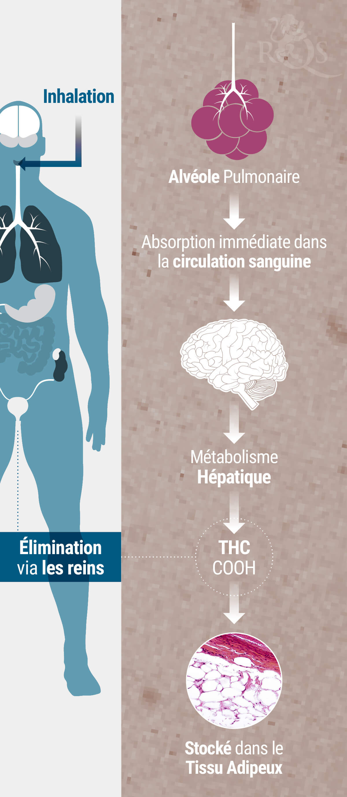 Combien de temps durent les effets du cannabis ? RQS Blog